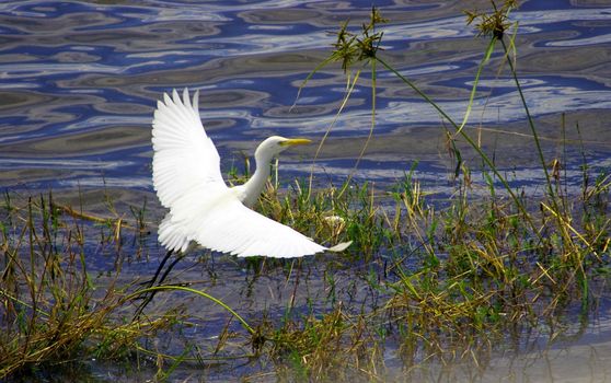White Egret looking for food In the wetland