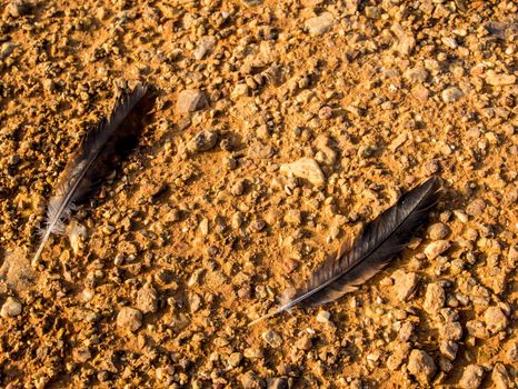 Black feathers on gravel ground