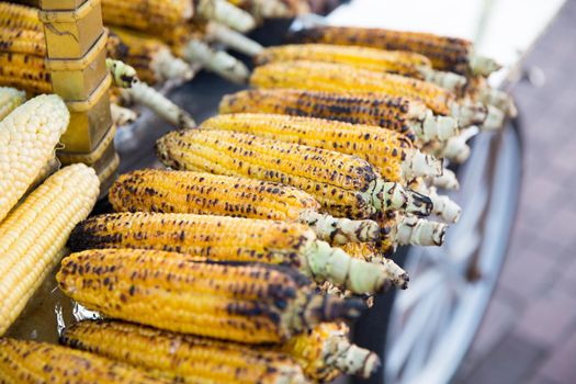 rows of grilled, yellow corncobs