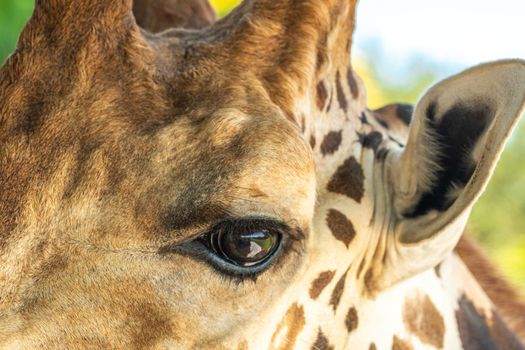 Close up of an eye of beautiful giraffe