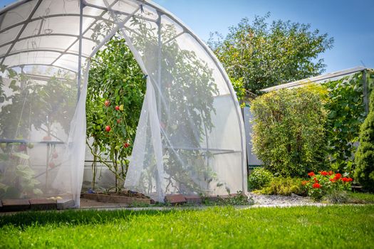 greenhouse with vegetables in private garden in back yard