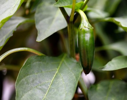 Organic garden green Jalapeno hot pepper hanging on vine in close up view