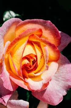 Colorful fresh rose in close up view