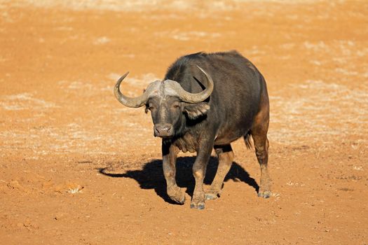 African buffalo in natural habitat