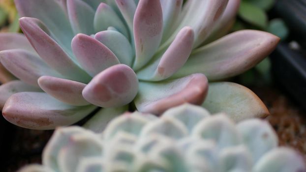 Succulent plants collection, gardening in California, USA. Home garden design, diversity of various botanical hen and chicks. Assorted mix of decorative ornamental echeveria houseplants, floriculture