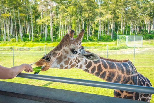 Zoo visitors feeding a giraffe from raised platform