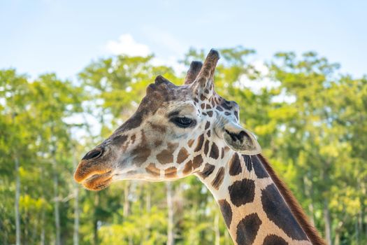 Close up of a face of beautiful giraffe