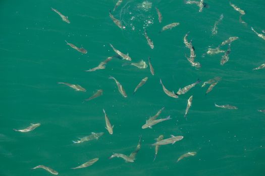 Fish in abundance  in the water of the sea