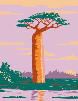 Grandidier's Baobab or Adansonia Grandidieri the Biggest and Most Famous Species of Baobabs in Madagascar WPA Poster Art