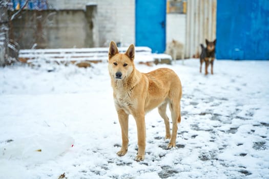 Portrait of a stray dog on a snowy street. A tough winter season for stray animals