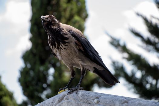 The Hooded Crow Corvus cornix in the crow genus