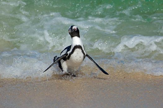 African penguin running on beach