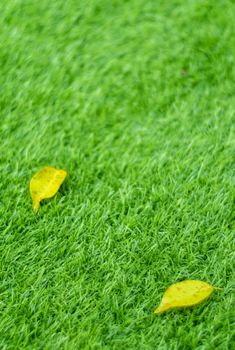 Yellow fall leaf on the artificial grass by shallow depth of field