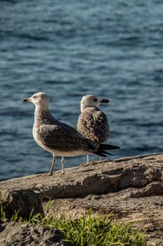 Seagulls are on the rock by sea waters