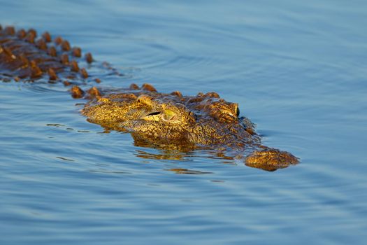 Nile crocodile portrait - Kruger National Park