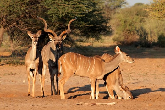 Kudu antelopes in natural habitat