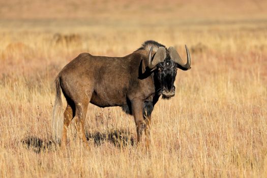 Black wildebeest in grassland