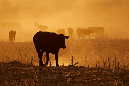 Cattle in dust at sunset