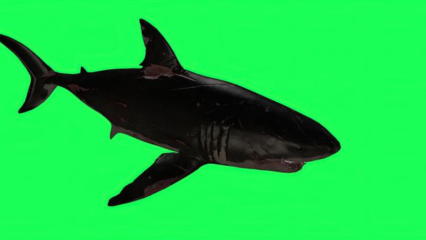 3d illustration - Shark  In A  Green Screen -  background