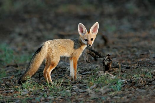 Cape fox in natural habitat