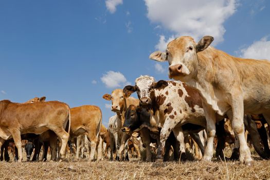 Free-range cattle on rural farm
