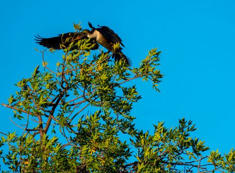 Cormorants in Tree