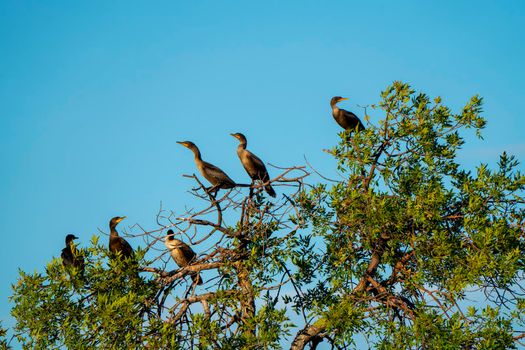 Cormorants in Tree