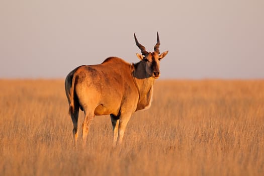 Eland antelope in late afternoon light