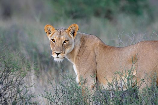 Alert lioness in natural habitat