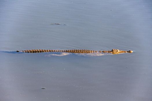 Nile Crocodile Crocodylus niloticus 13506
