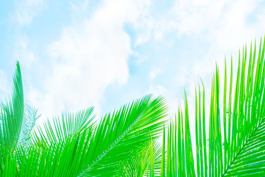 Beautiful vegetative background. Green palm leaves on a background of blue sky with clouds Template, frame for text, copy space