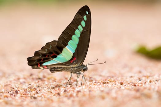 Butterfly common jay eaten mineral on sand.