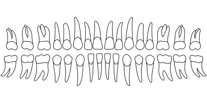 teeth chart tooth, the front side of a person's teeth , chart for dental clinic, vector template dentist