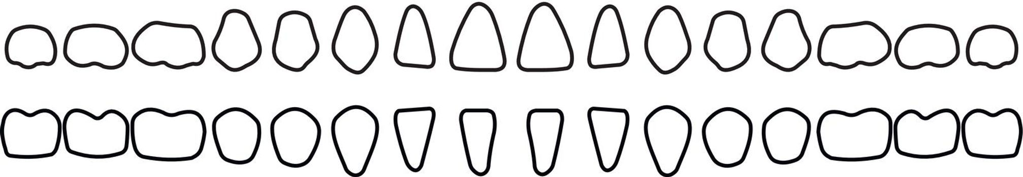 dental row on white