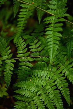 Fern leaves close-up in the taiga forest