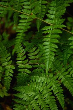 Fern leaves close-up in the taiga forest