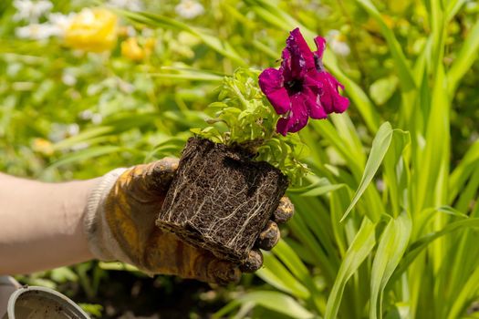 A closeup of hands of a young farmer with a seedling in a peat pot.