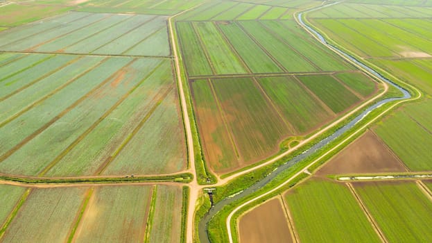Agricultural land with green crops from above