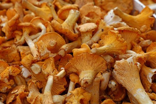 Chanterelle edible mushrooms at retail display