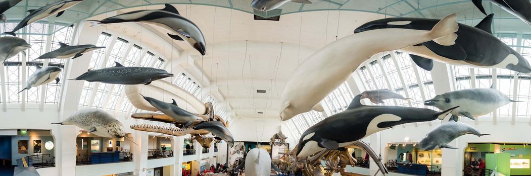 Panorama of orca wales and dolphins and sea life at the London Natural History Museum.