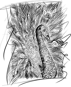 Peacock. Hand drawing of bird from wild. Black figure on white background