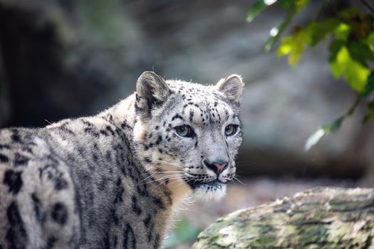 snow leopard, Irbis Uncia uncia