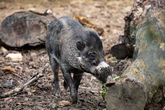 endangered boar of Visayan warty pig