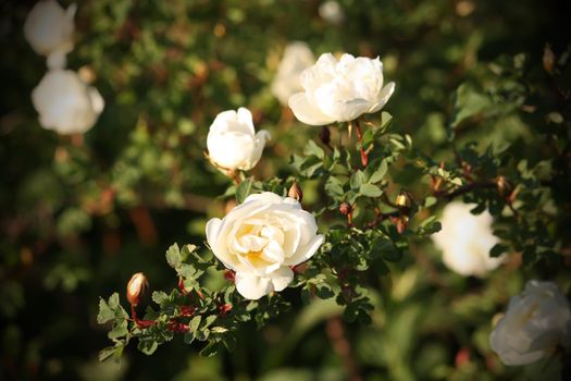 White wild roses