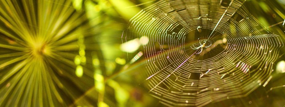 Green cobweb spider banner