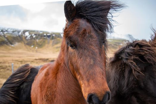 Icelandic horses stand close together in the windy cold winter weather with hair blowing in the wind majestic black and brown warm tones