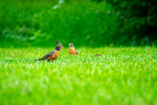 An American Robin in a Field of Grass