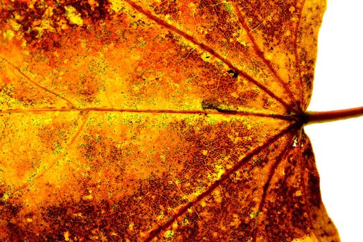autumnal colored leaf in a macro