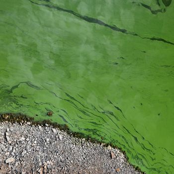 Cyanobacteria in the water. Dirty green water in a pond / dam in summer. Dangerous bathing for allergy sufferers. Environmental concept.
