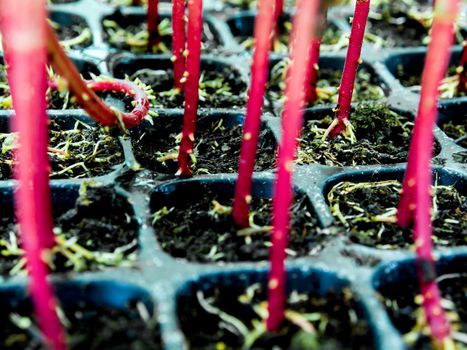Red trunk of marigold seedling in plastic seedling tray